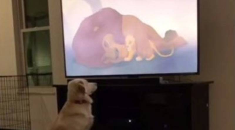 На трогательном видео собака эмоционально реагирует на смерть Муфасы в мультфильме «Король Лев»