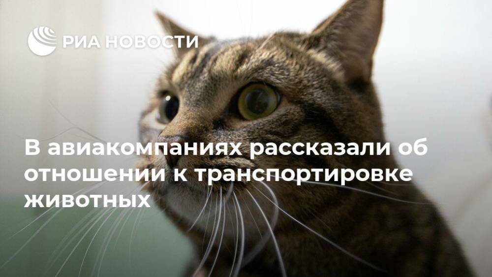 В авиакомпаниях рассказали об отношении к транспортировке животных - ria.ru - Москва - Россия