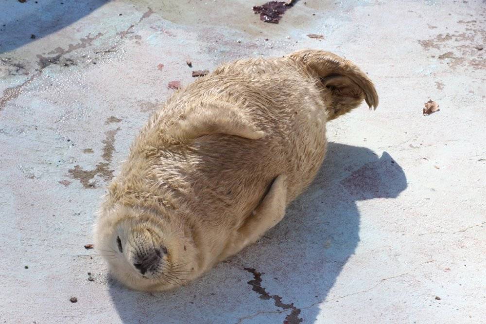 «День-Тюлень» на Васильевском острове приглашает гостей