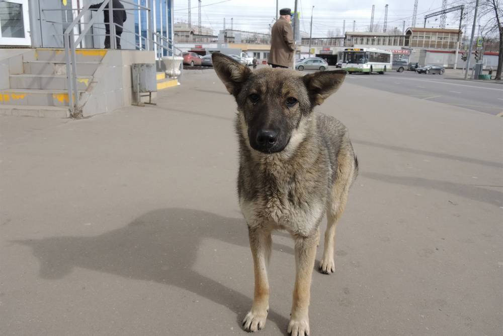 Украинский чиновник привязал собаку к машине и протащил по дороге