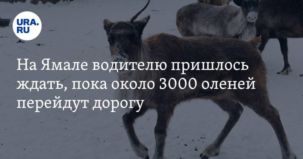 На Ямале водителю пришлось ждать, пока около 3000 оленей перейдут дорогу
