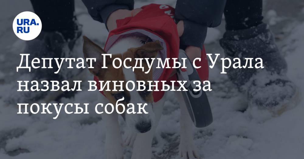 Депутат Госдумы с Урала назвал виновных за покусы собак. Ответственность для них ужесточат