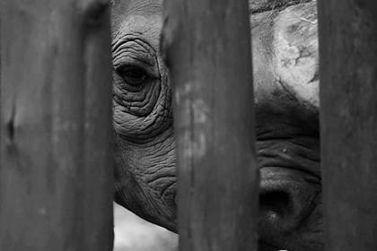 Умер последний в Малайзии суматранский носорог