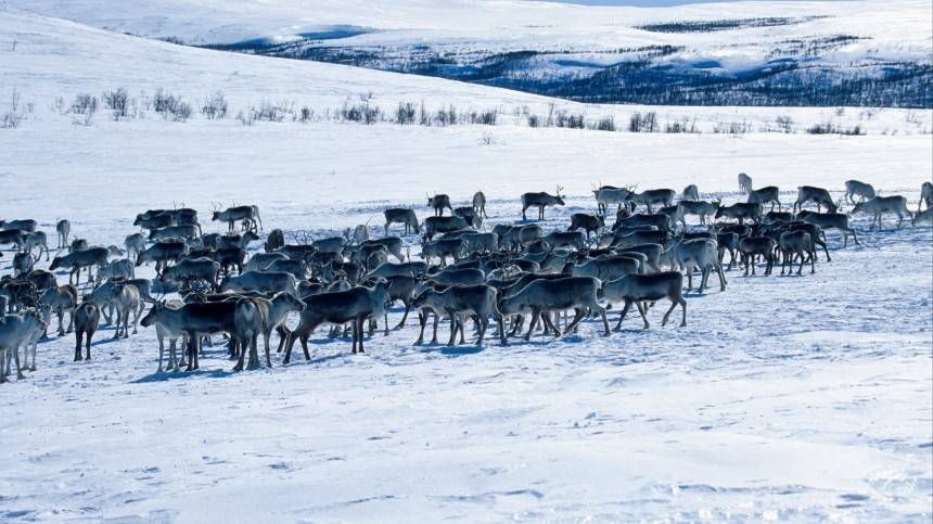 Скоро Новый год: На Ямале стадо оленей на двадцать минут перекрыло дорогу