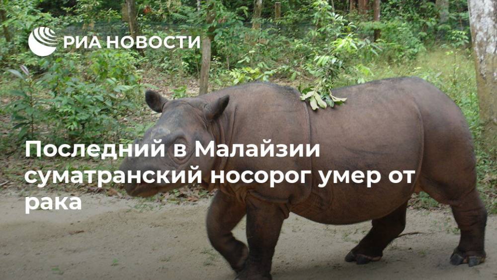 Последний в Малайзии суматранский носорог умер от рака