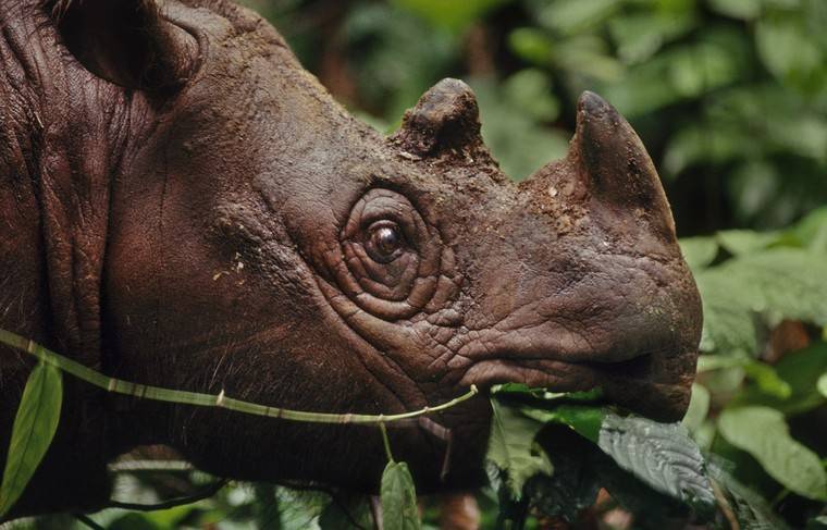 В Малайзии умер от рака редкий суматранский носорог