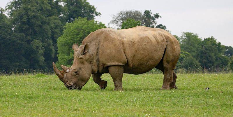 В Малайзии умер последний в стране суматранский носорог - Cursorinfo: главные новости Израиля