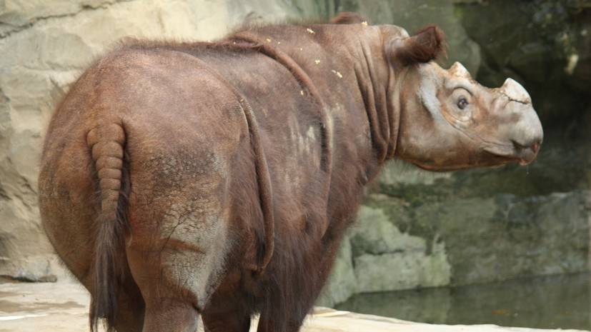 В Малайзии умер последний суматранский носорог