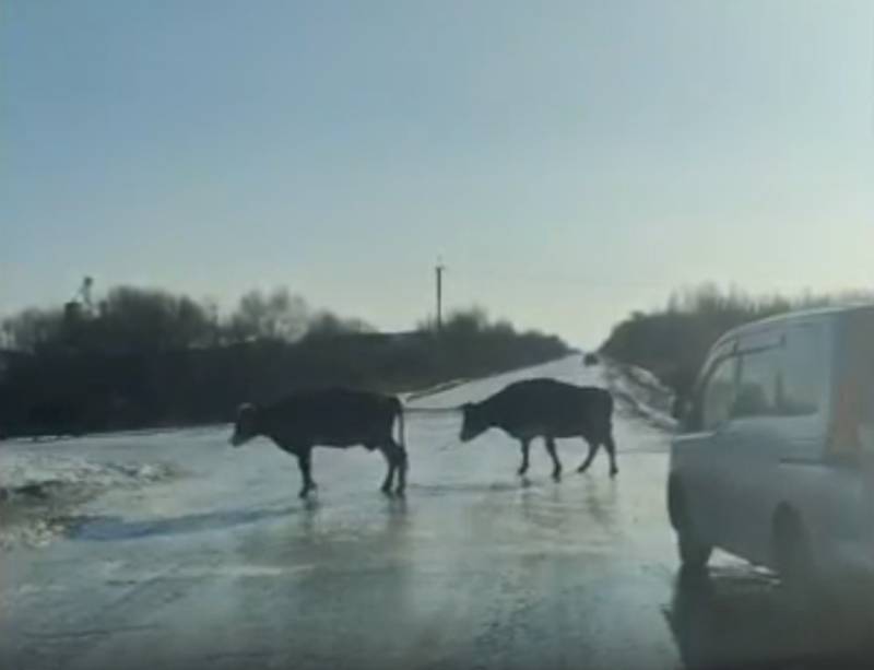 В петербургских соцсетях показали видео с «танцами на льду» четырех коров