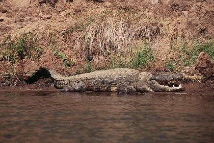 Убитого крокодилом рыбака искали несколько дней