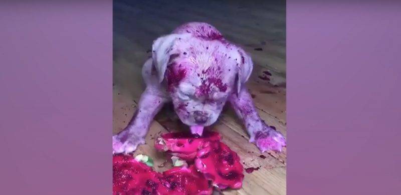 Очаровательный фиолетовый щенок застал хозяина врасплох, с ног до головы испачкавшись экзотическим фруктом