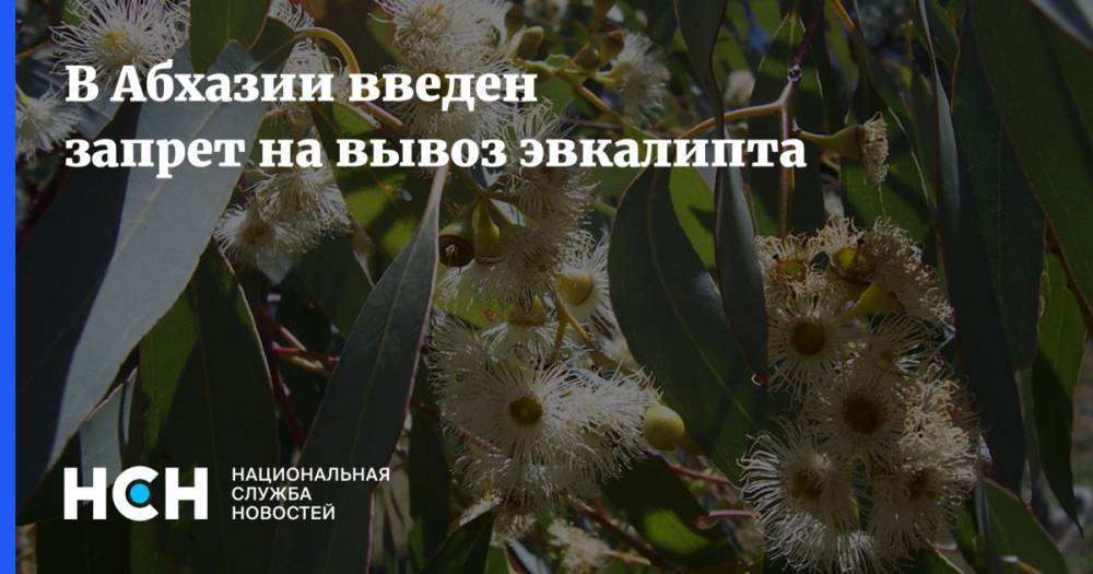 В Абхазии введен запрет на вывоз эвкалипта