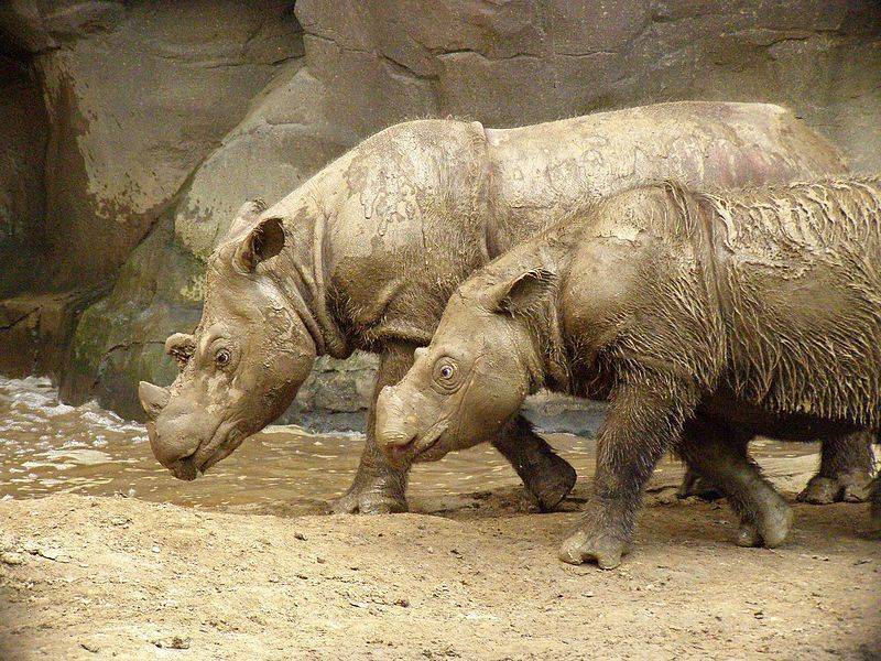 В Малайзии от рака умер последний в стране суматранский носорог