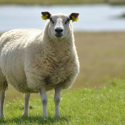 Судно, перевозившее более 14 тысяч овец, перевернулось в Румынии
