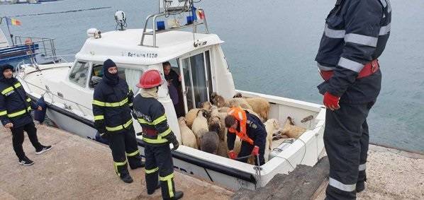 У берегов Румынии потерпело бедствие судно с тысячами овец на борту - Cursorinfo: главные новости Израиля