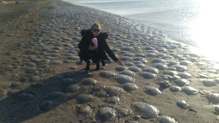 Тысячи медуз выбросило на крымское побережье после шторма&nbsp; - фотофакт