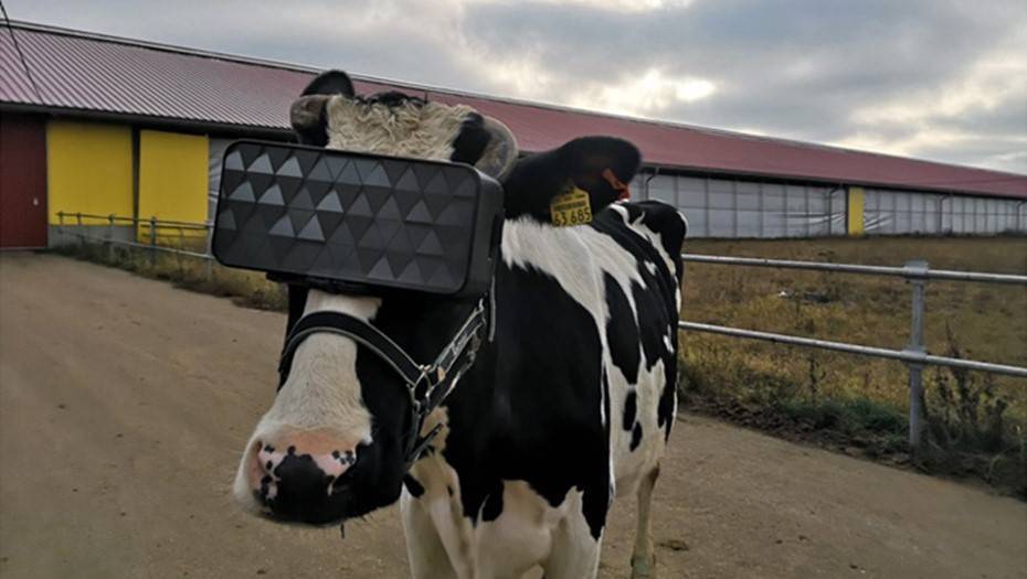 На ферме в Подмосковье коровам раздали VR-очки, чтобы они паслись на виртуальном поле