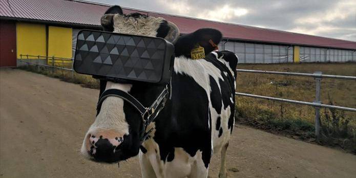 Подмосковным коровам надели VR-очки для повышения "эмоционального настроя" стада