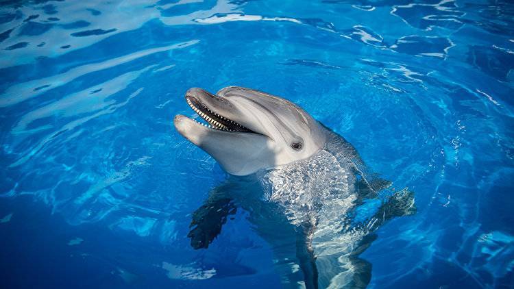 Ученые сделали заявление о популяции дельфинов в Черном море