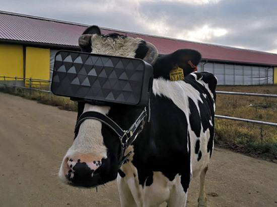 Подмосковным коровам примерили очки виртуальной реальности