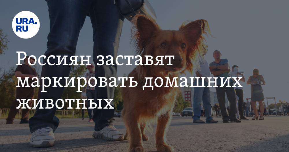 Россиян заставят маркировать домашних животных