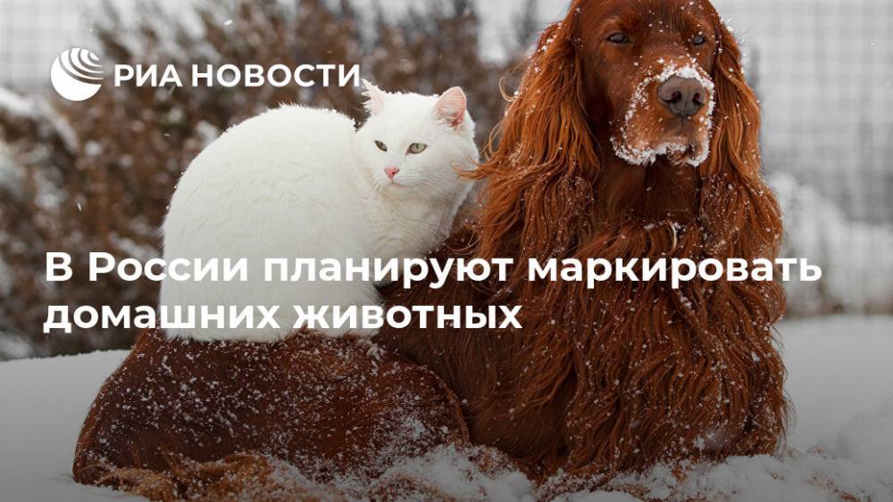 В России планируют маркировать домашних животных