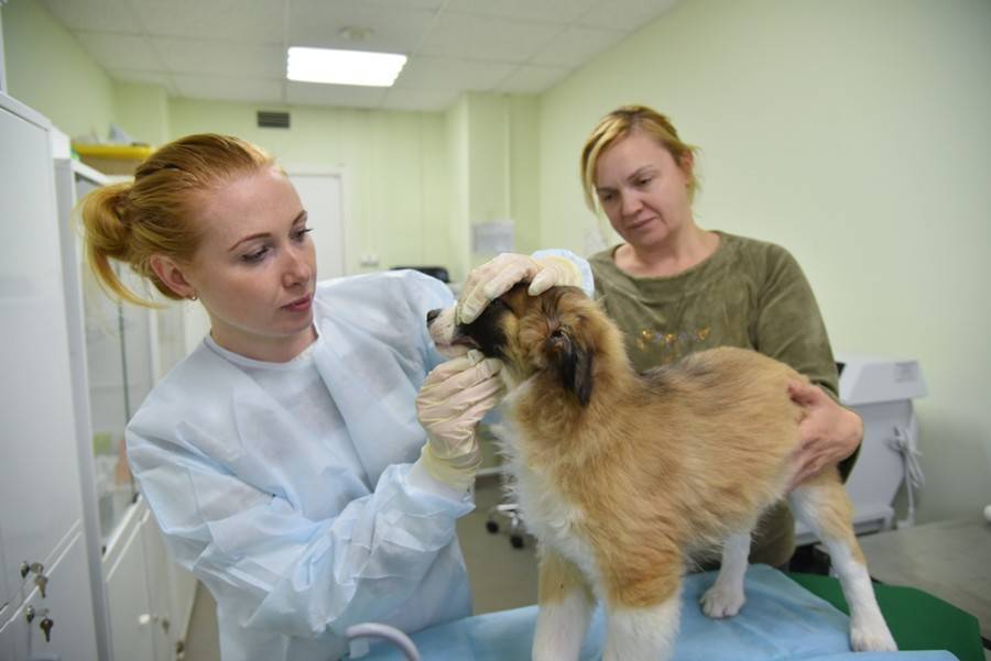 В России начнут маркировать домашних животных