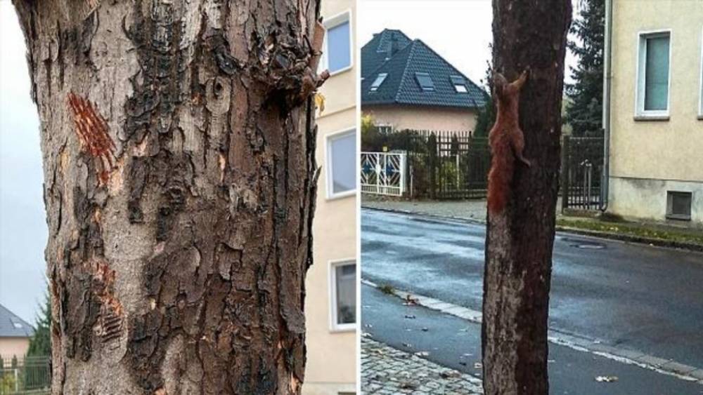 Бранденбург: неизвестные прибили живую белку к дереву
