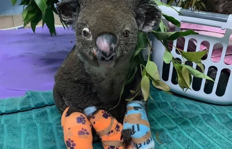Врачи в Австралии усыпили коалу, ставшую известной после спасения из пожара