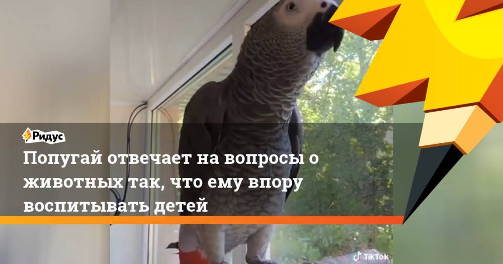 Попугай отвечает на вопросы о животных так, что ему впору воспитывать детей