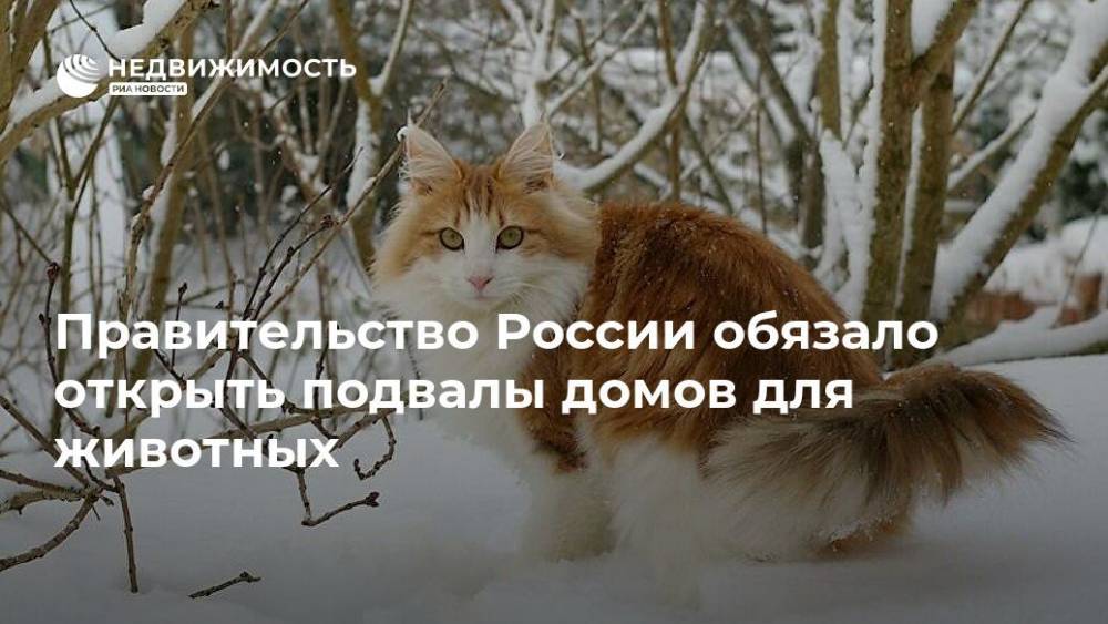 Правительство России обязало открыть подвалы домов для животных