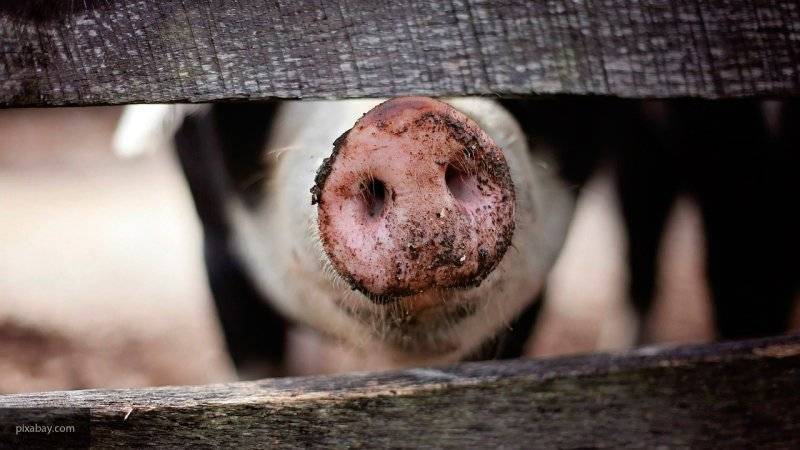 Дикие голодные свиньи растерзали ухаживавшую за стариками сиделку в США