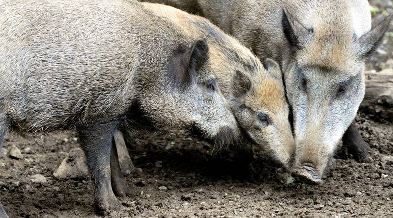 «Одна из худших картин, что я видел»: женщину заживо разорвали дикие свиньи