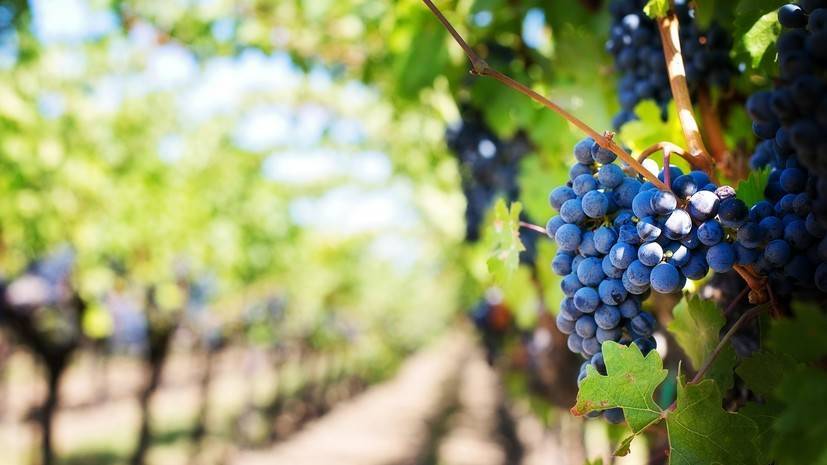 В Севастополе заложили 430 га виноградников с начала года