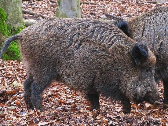 Зверское убийство в США: «Русские дикие свиньи» насмерть растерзали американку
