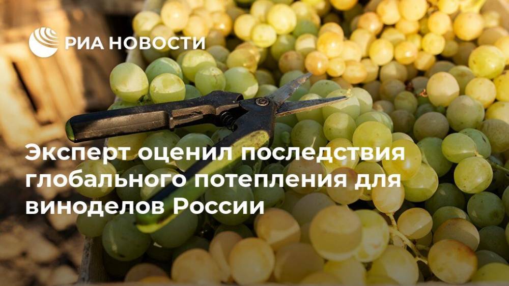 Эксперт оценил последствия глобального потепления для виноделов России