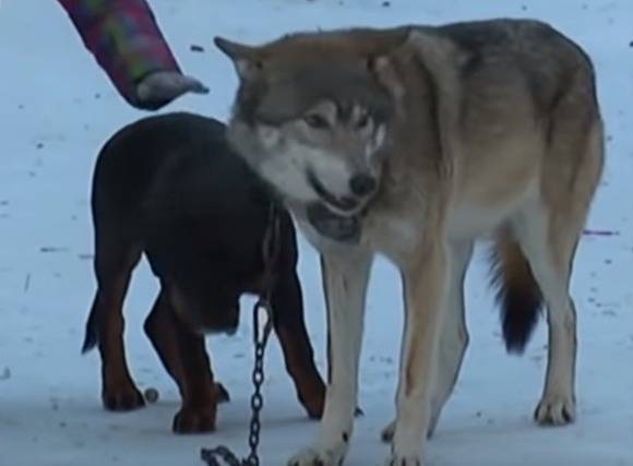 Обслуд утвердил решение о компенсации с хозяина волка, который укусил ребенка в Челябинске