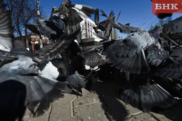 Специалисты рассказали, почему опасно кормить голубей