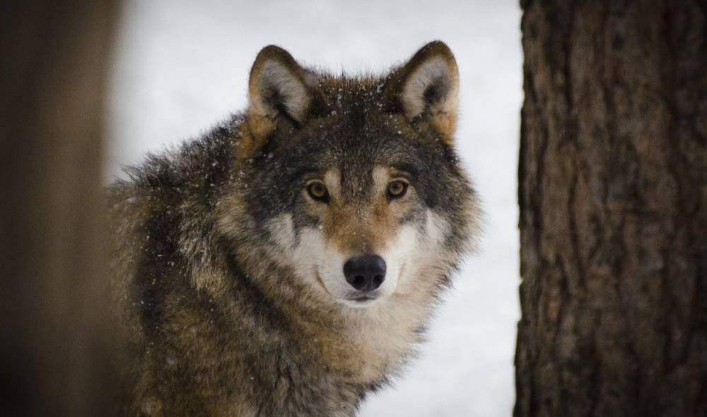 Вокруг Северодвинска установят ловушки на волков