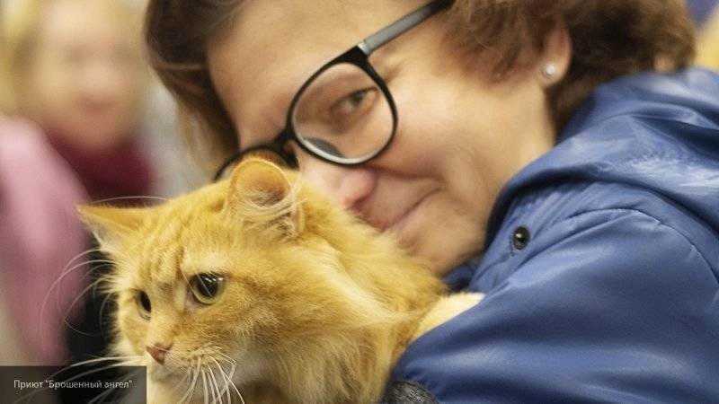 Большинство россиян предпочитает заводить в домах кошек вместо собак