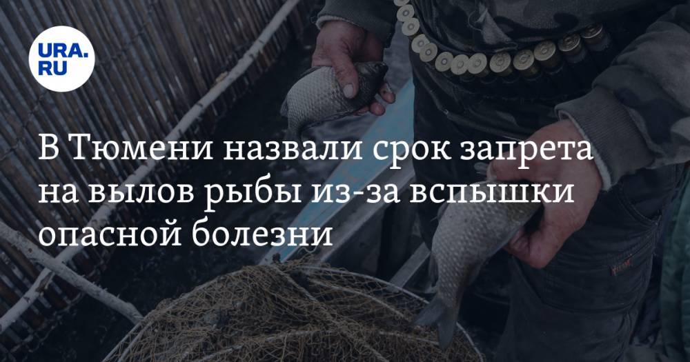 В Тюмени назвали срок запрета на вылов рыбы из-за вспышки опасной болезни