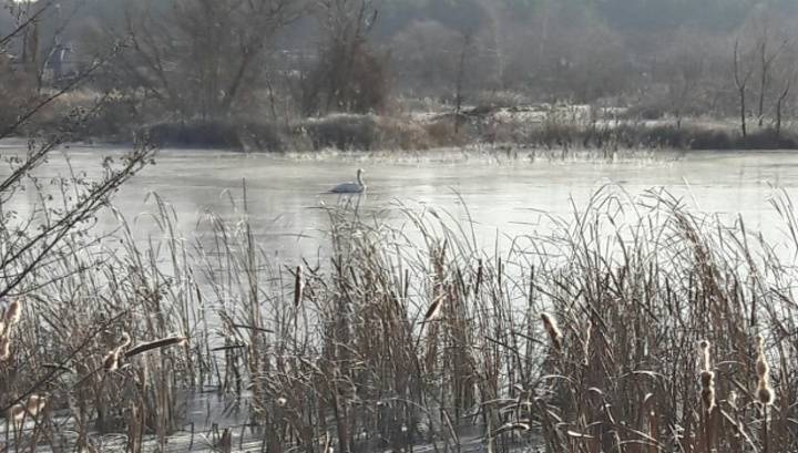 Воронежцы проведут операцию по спасению вмерзшего в ледяное озеро белого лебедя