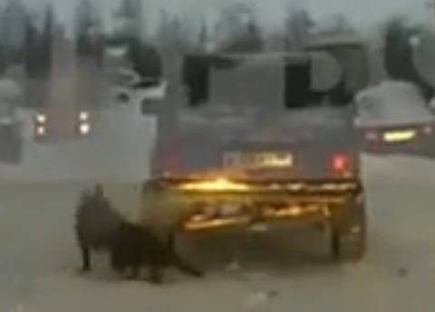 На Ямале водитель "выгулял" собаку, привязав ее к машине, животное едва не затянуло под колесо