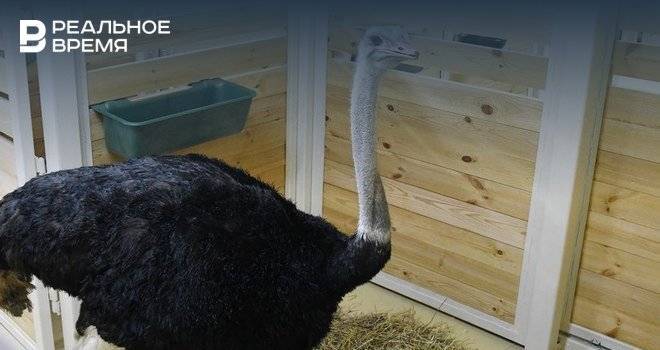 В новый зоопарк в Казани заселились страусы Вася и Маша