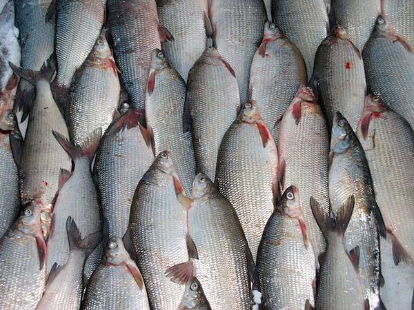 В тюменском озере еще год нельзя ловить рыбу из-за гаффской болезни