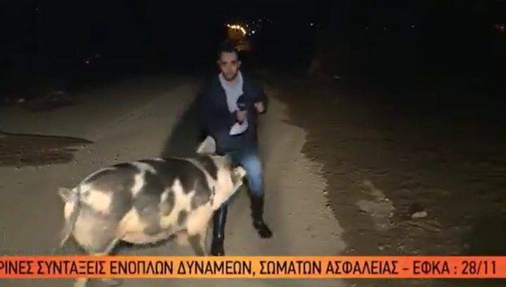 Крупная свинья сорвала прямой эфир, напав на репортера греческого телеканала