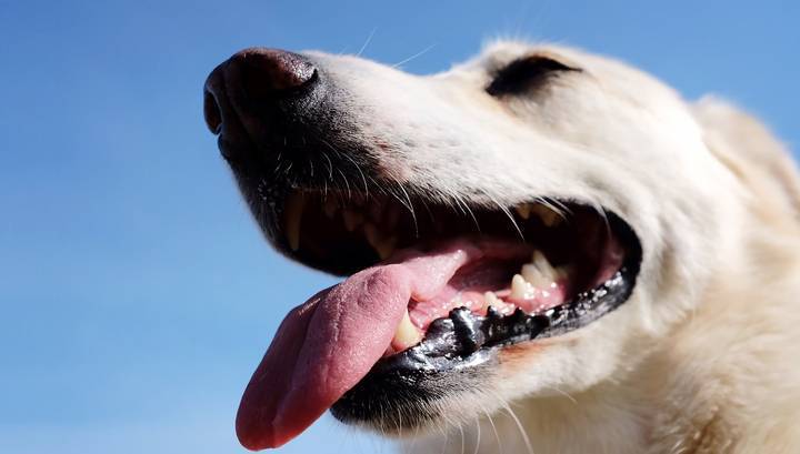 Смертельный поцелуй: хозяин собаки умер после того, как она его лизнула