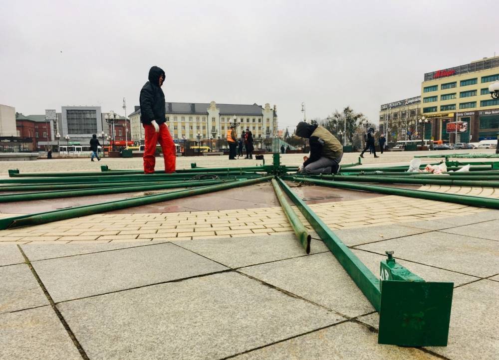 В Калининграде начали монтировать главную ель на площади Победы
