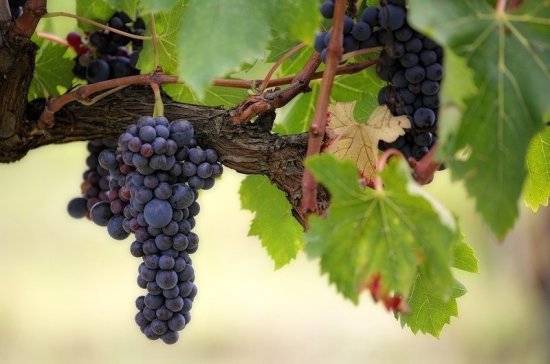 Краснодарские виноделы получили от государства более 900 млн рублей в 2019 году