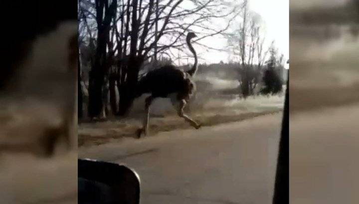 Сбежавший страус едва не устроил аварию на дороге под Смоленском
